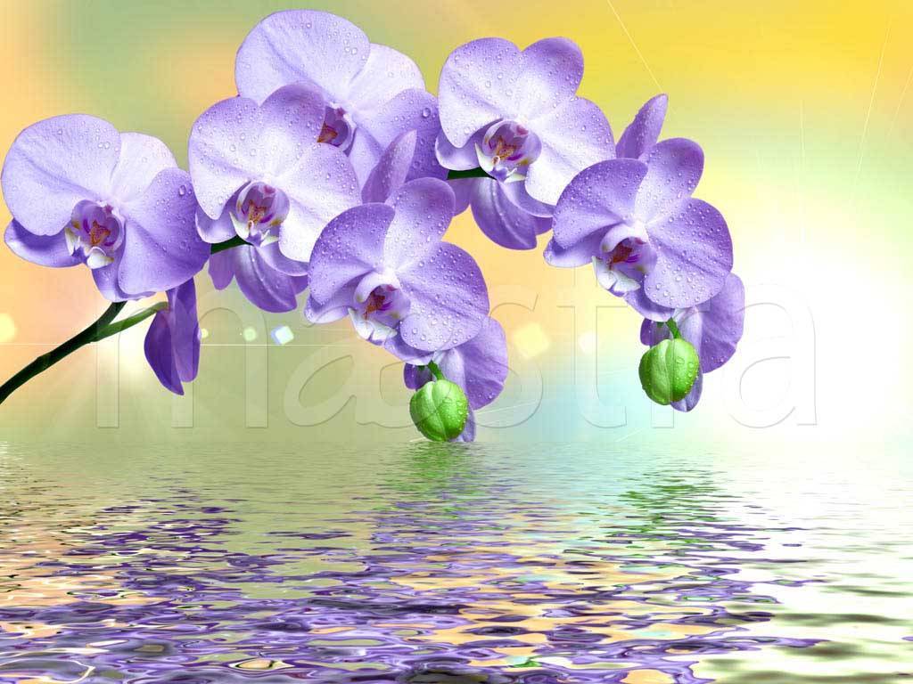Фотообои Сиреневая орхидея на зеленом фоне над водой