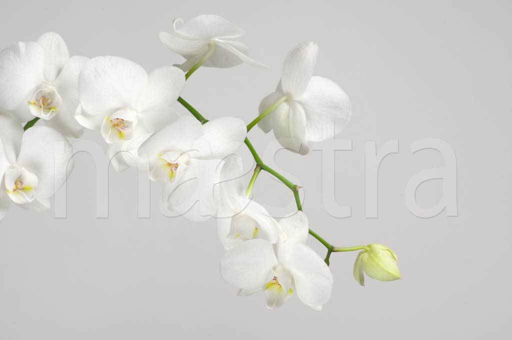 Фотообои Белая орхидея пышная