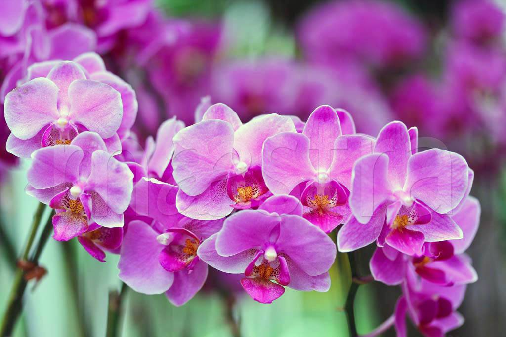 Фотообои Сиреневые орхидеи